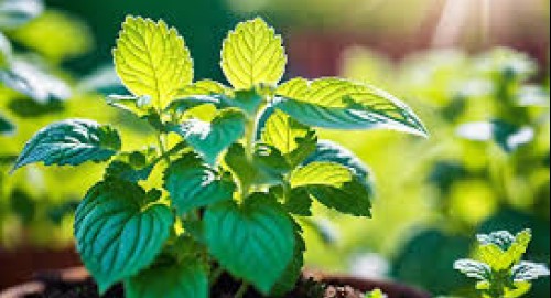 Les bienfaits de votre jardin : La Mélisse